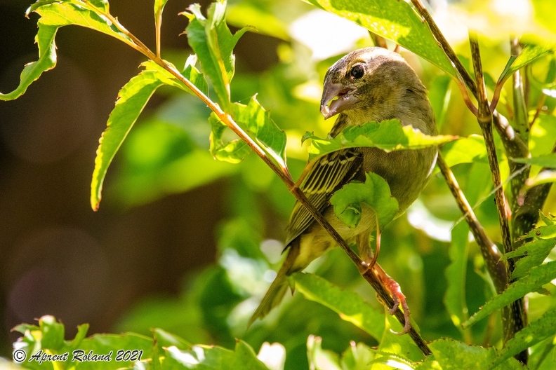 Foudia sechellarum-madagascariensis - Seychelles-Madagascar Fody_03.jpg