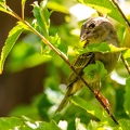 Foudia sechellarum-madagascariensis - Seychelles-Madagascar Fody 03