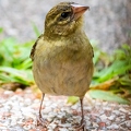 Foudia sechellarum-madagascariensis - Seychelles-Madagascar Fody 08