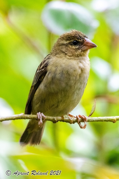 Foudia sechellarum-madagascariensis - Seychelles-Madagascar Fody_10.jpg