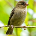 Foudia sechellarum-madagascariensis - Seychelles-Madagascar Fody 10