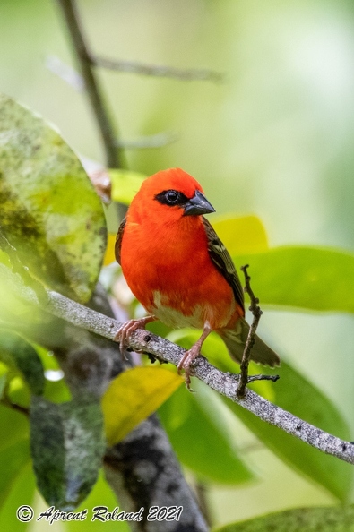 Foudia sechellarum-madagascariensis - Seychelles-Madagascar Fody_11.jpg