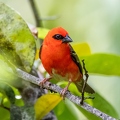 Foudia sechellarum-madagascariensis - Seychelles-Madagascar Fody 11