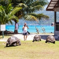 Aldabrachelys gigantea - Aldabra giant tortoise 03