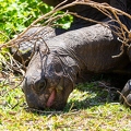 Aldabrachelys gigantea - Aldabra giant tortoise 04