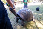 Aldabrachelys gigantea - Aldabra giant tortoise 05