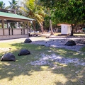 Aldabrachelys gigantea - Aldabra giant tortoise 06