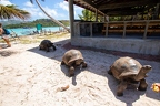 Aldabrachelys gigantea - Aldabra giant tortoise 07