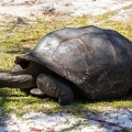 Aldabrachelys gigantea - Aldabra giant tortoise 08