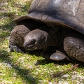 Aldabrachelys gigantea - Aldabra giant tortoise 09