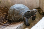 Aldabrachelys gigantea - Aldabra giant tortoise 10