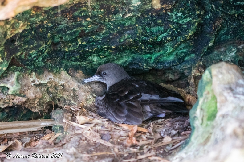 Ardenna pacifica - Wedge-tailed shearwater.jpg