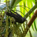 Coracopsis barklyi - Seychelles Black Parrot 3