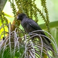 Coracopsis barklyi - Seychelles Black Parrot 2