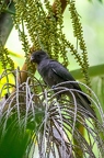 Coracopsis barklyi - Seychelles Black Parrot 2
