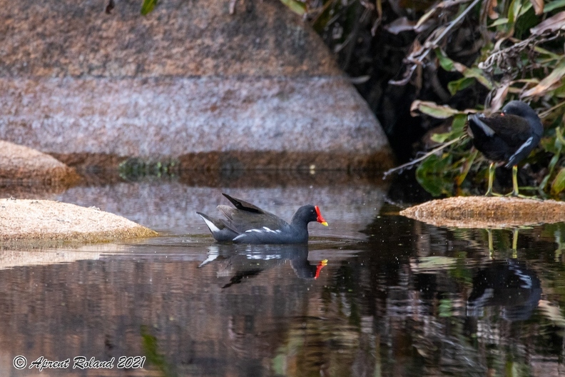 Gallinula chloropus - Common Moorhen.jpg