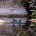 Gallinula chloropus - Common Moorhen