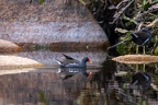 Gallinula chloropus - Common Moorhen