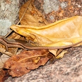 Mabuya sp - Skink 1