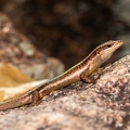 Mabuya sp - Skink 2