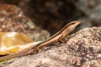 Mabuya sp - Skink 2