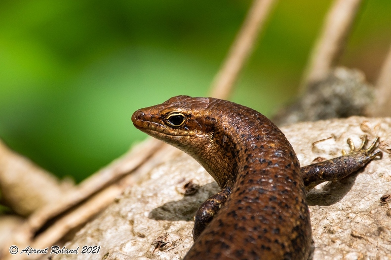 Mabuya sp - Skink_3.jpg
