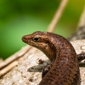 Mabuya sp - Skink 3