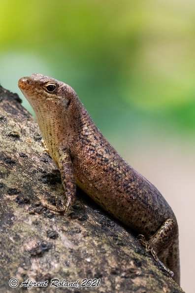 Mabuya sp - Skink_6.jpg