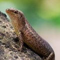 Mabuya sp - Skink 6