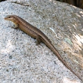 Mabuya sp - Skink 4 2