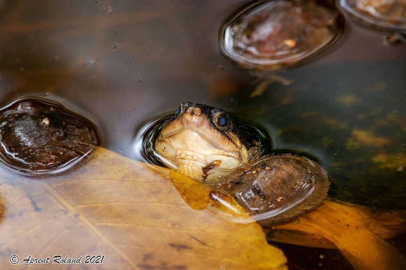 Pelusios castanoides intergularis - African mud turtle_1.jpg