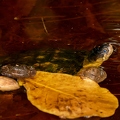 Pelusios castanoides intergularis - African mud turtle 2