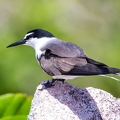 Sterna anaethetus - Bridled tern 2