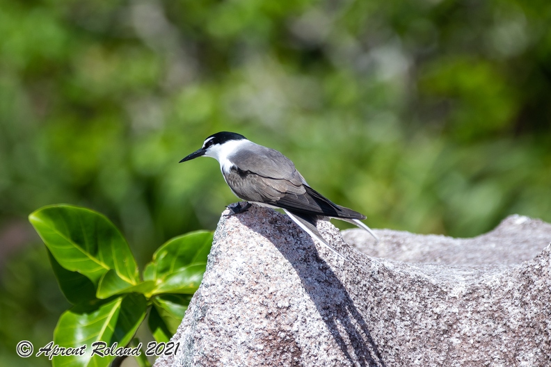 Sterna anaethetus - Bridled tern_3.jpg
