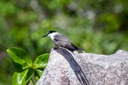 Sterna anaethetus - Bridled tern 3