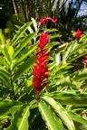 Alpinia purpurata