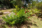 Alpinia purpurata - Red ginger 2