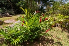 Alpinia purpurata - Red ginger 3