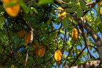 Averrhoa carambola - Carambol, star fruit 11