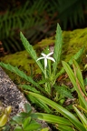 Hippobroma longiflora - Star of Bethlehem