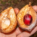 Myristica fragrans - Nutmeg 2