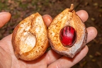 Myristica fragrans - Nutmeg 2