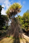 Pandanus sechellarum