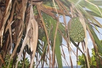 Pandanus balfourii 7
