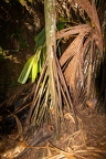 Pandanus hornei  1