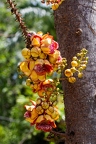 Couroupita guianensis - cannonball tree 1