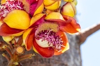 Couroupita guianensis - cannonball tree 3