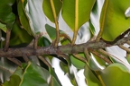 Calophyllum inophyllum - Takamaka 08