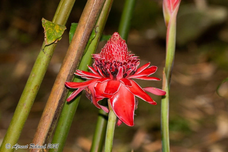 Amomum magnificum_3.jpg