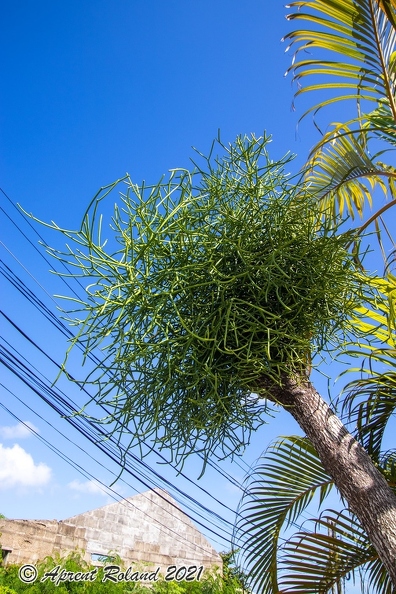 Euphorbia tirucalli - Pencil tree_2.jpg